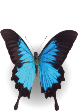 Belleza 4 Concepto Deco3 4 Uai